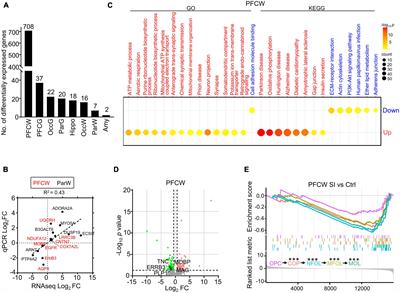 Differential effects of social isolation on oligodendrocyte development in different brain regions: insights from a canine model